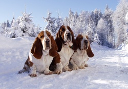 Trio in Snow