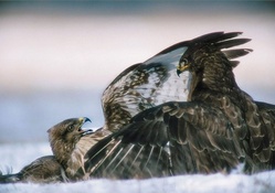 Fighting eagle