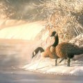 Winter Geese