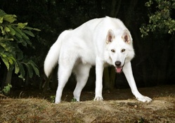 inuit dog
