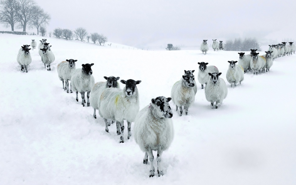 herd of sheep in v formation in winter