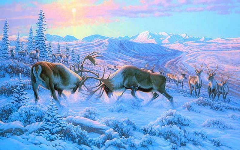 battling_bulls_caribou_in_winter.jpg