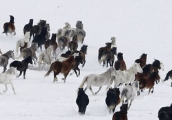 Wild horses in a winter