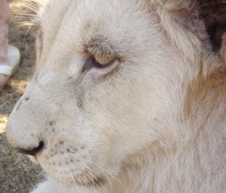 rhino_and_lion_park_close_up_of_white_lion_cub.jpg