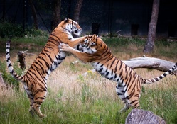playing tigers