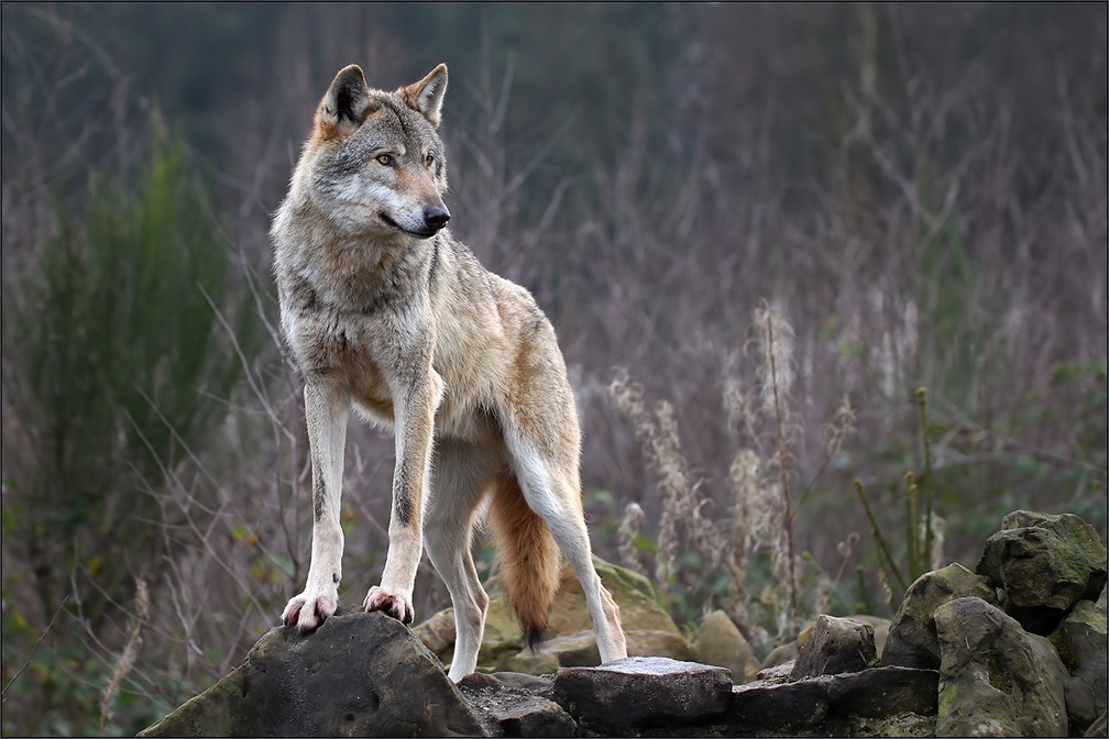 Alpha_Wolf