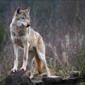 Alpha_Wolf