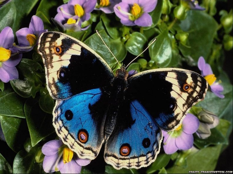 blue_butterfly.jpg