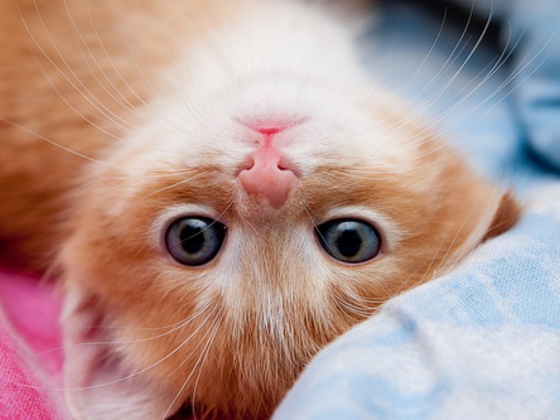 adorable_kitty.jpg