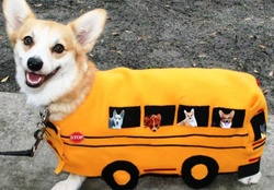 Bus dog...