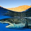 sharks_underwater