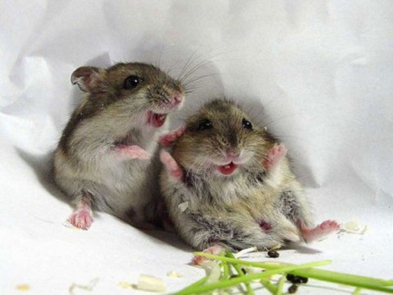 happy_mice.jpg