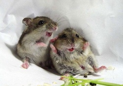 Happy Mice