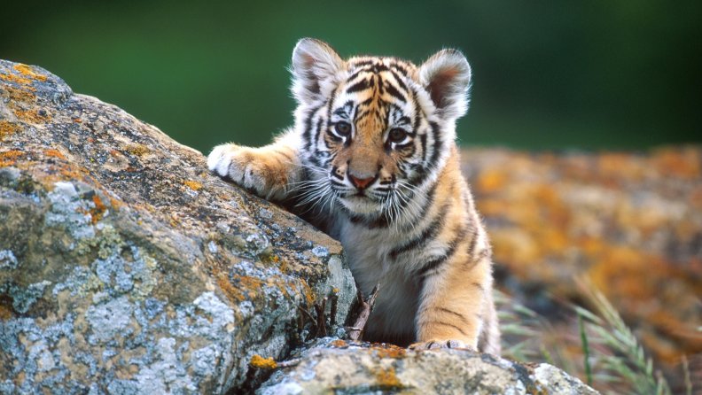 tiger_cub.jpg