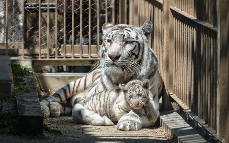 tiger_family.jpg