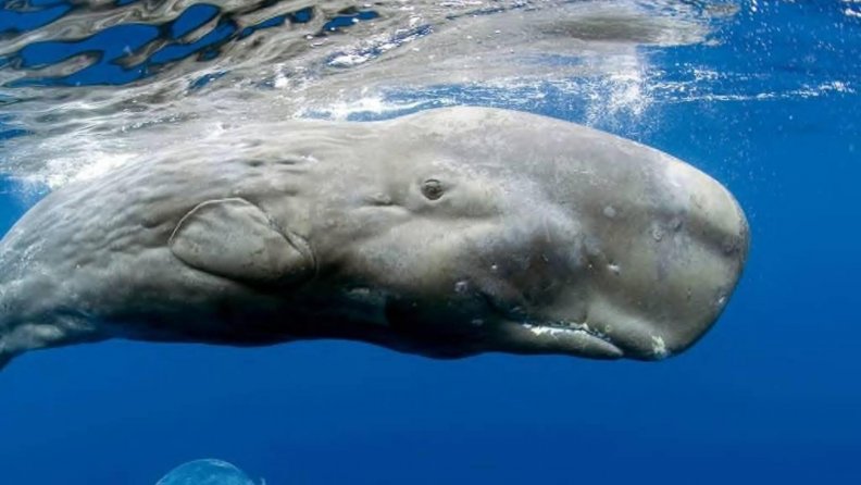 sperm_whale.jpg