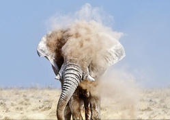 an elephant taking a dirt shower