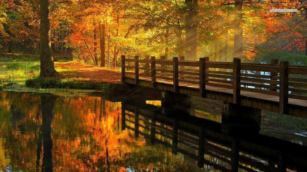 Wooden Bridge in Autumn Forest