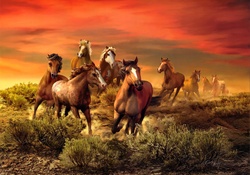 *** Horses and sunset ***