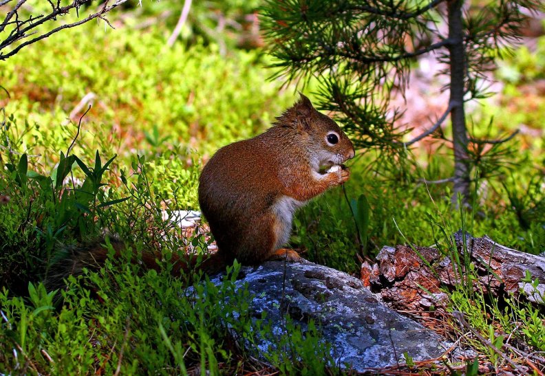 squirrel_eating.jpg