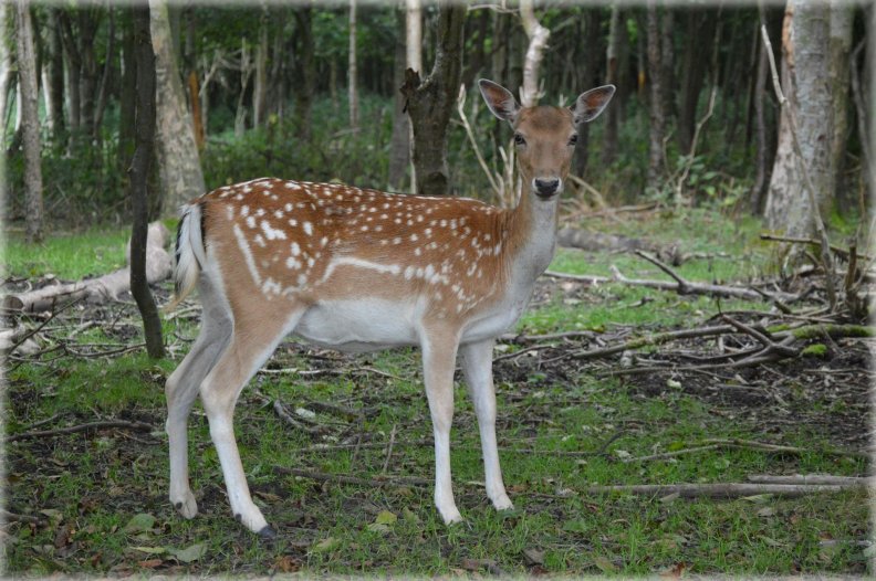 deer_profile.jpg