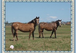 Country living horses