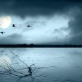 flight of swans over a moonlit lake