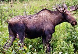Anchorage Moose 2