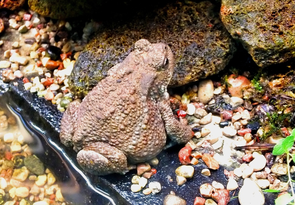 Toad.