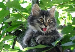 joyful kitty on a tree