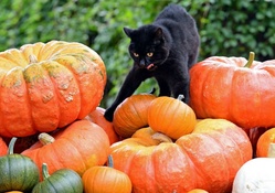 Checking out the Pumpkins