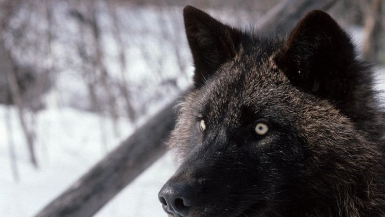 black wolf eyes