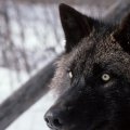 black wolf eyes