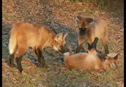 Maned Wolf Pups Playing