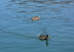 Ducks @ Lake Mead (Nevada)