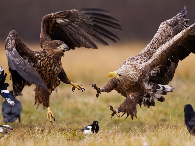 eagles_attack.jpg