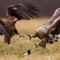 Eagles' attack