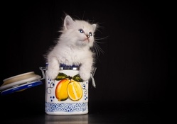 *** Kitten in jar ***