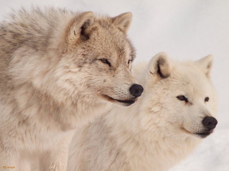 arctic_wolves.jpg