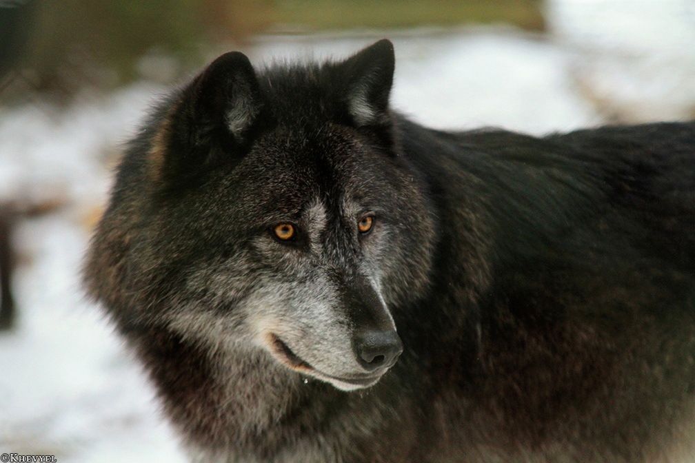 masked wolf