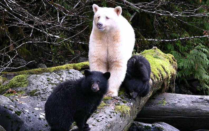 kermode_spirit_bear_and_her_cubs.jpg