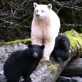 Kermode (Spirit) Bear and her Cubs