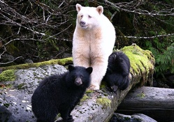 Kermode (Spirit) Bear and her Cubs