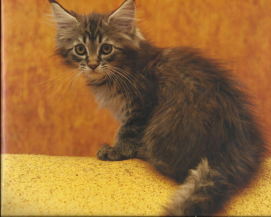 Kitten