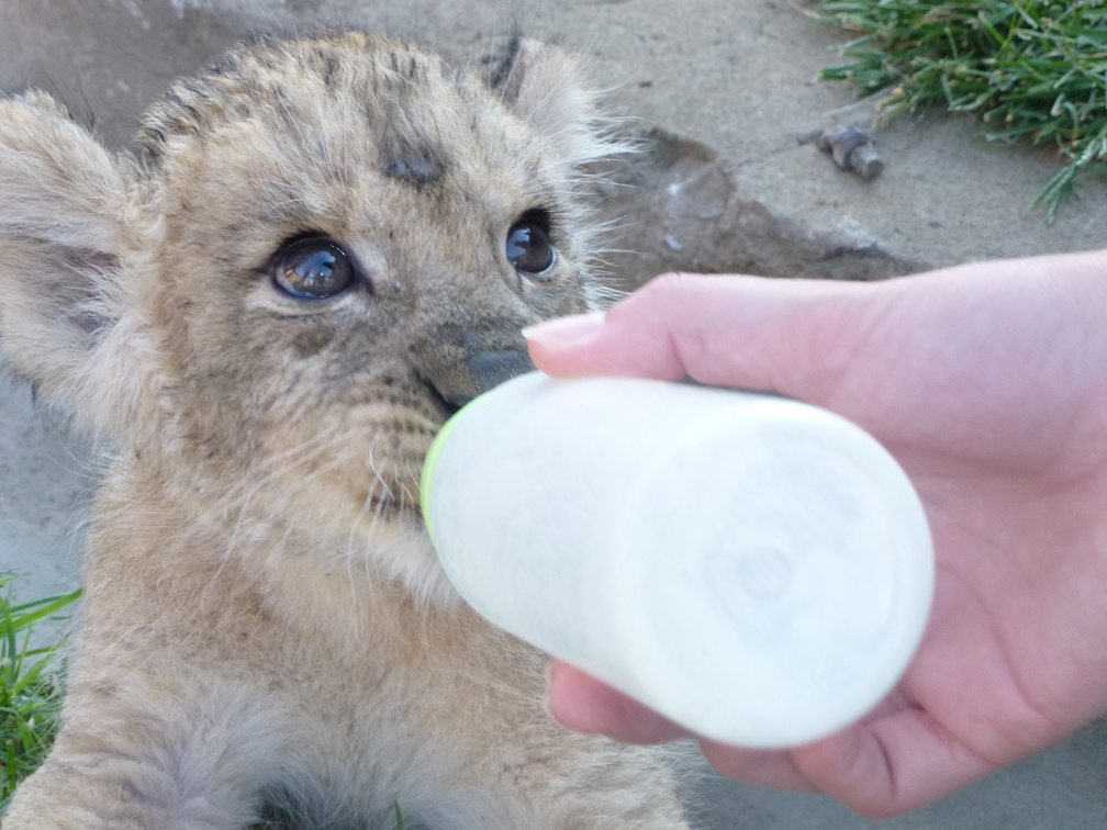 feeding cub