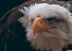 Fierce eagle