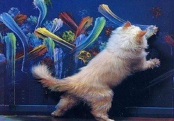 painting cat