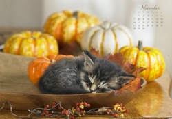 November kitty