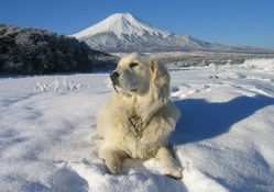 *** DOG ON THE SNOW ***
