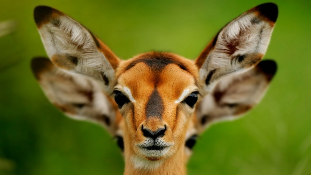 4 Eared Deer